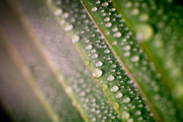 Folha de palmeira tropical verde bonita com gotas de água — Fotografia de Stock