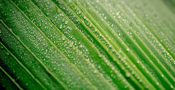 Piękny zielony zwrotnik palm liść z kropli wody — Zdjęcie stockowe