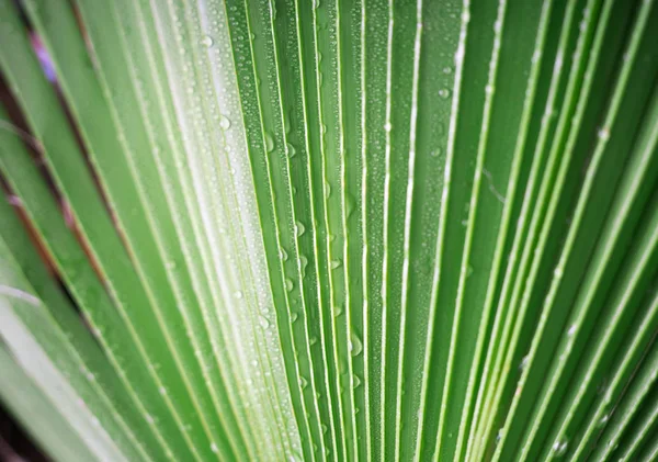 Beautiful green tropic palm leaf with drops of water — Stock Photo, Image