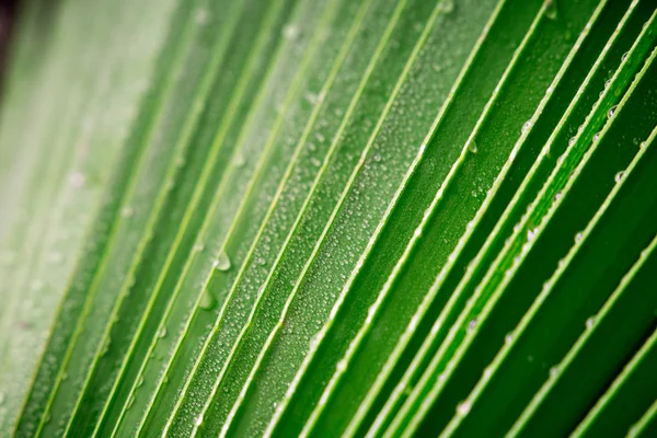 Piękny zielony zwrotnik palm liść z kropli wody — Zdjęcie stockowe