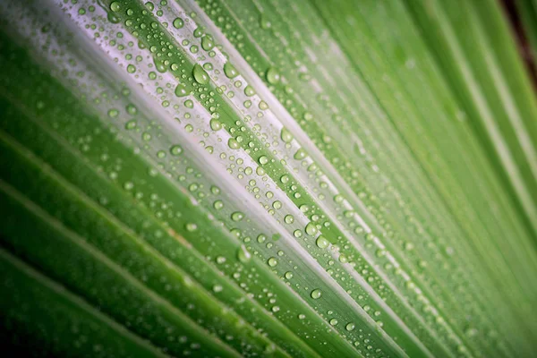 Schöne grüne tropische Palmblätter mit Wassertropfen — Stockfoto