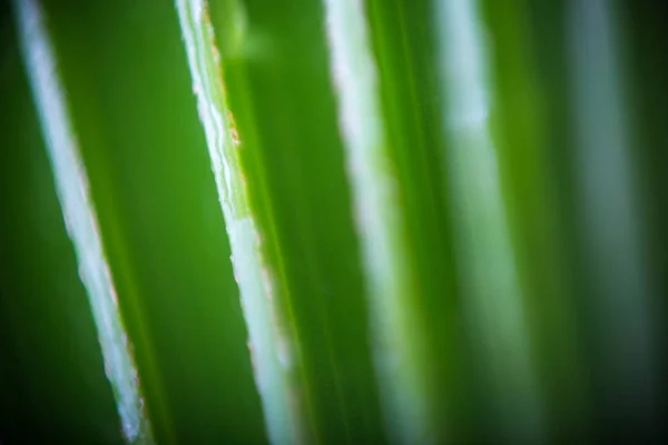 Красивий зелений тропічний лист долоні з краплями води — стокове фото
