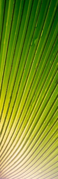 Bella foglia di palma tropicale verde con gocce d'acqua — Foto Stock