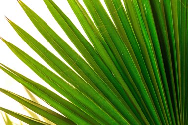 Tropic palmiye yaprak içinde makro resim soyut çizgilerle