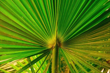 Tropic palmiye yaprak içinde makro resim soyut çizgilerle