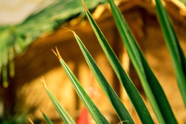 Tropic palmiye yaprak içinde makro resim soyut çizgilerle