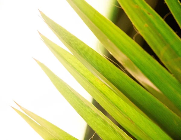 Tropic palm leaf i makro bild med abstrakta linjerna — Stockfoto