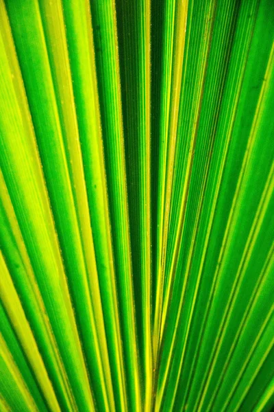 Foglia di palma tropicale in macro immagine con linee astratte — Foto Stock
