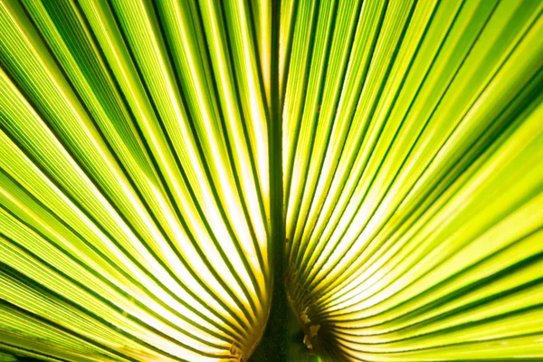 Hoja de palma tropical en macro imagen con líneas abstractas — Foto de Stock