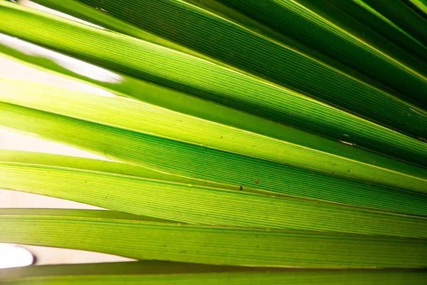 Hoja de palma tropical en macro imagen con líneas abstractas — Foto de Stock