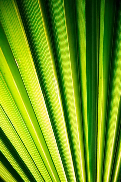 Foglia di palma tropicale in macro immagine con linee astratte — Foto Stock