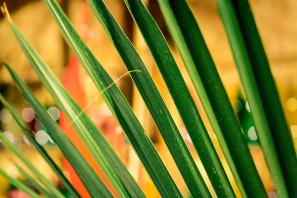 Folha de palma tropical em macro imagem com linhas abstratas — Fotografia de Stock