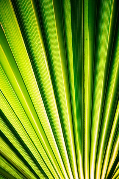 Foglia di palma tropicale in macro immagine con linee astratte — Foto Stock