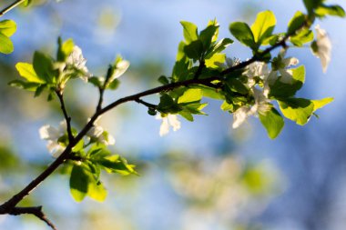 Bahar ağacı çiçekleri ve yaprakları mavi gökyüzü arka plan üzerinde