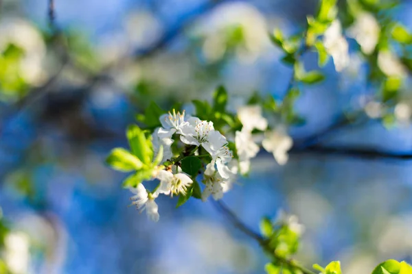 Spring tree flowers and leaves on blue sky background