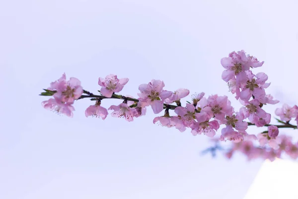 Primavera árbol rosa flores y hojas sobre fondo azul cielo —  Fotos de Stock