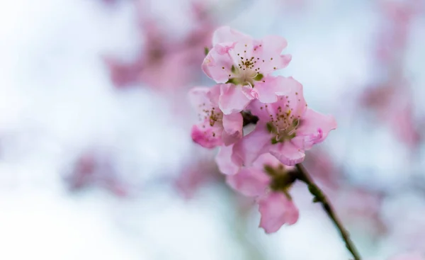 Primavera árbol rosa flores y hojas sobre fondo azul cielo —  Fotos de Stock