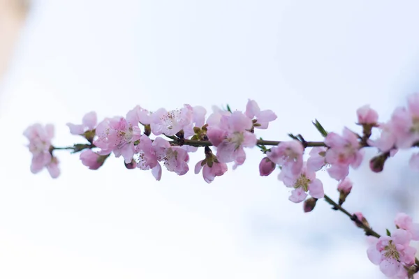 Primavera árbol rosa flores y hojas sobre fondo azul cielo —  Fotos de Stock