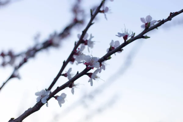 Primavera árbol rosa flores y hojas sobre fondo azul cielo —  Fotos de Stock