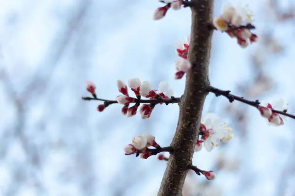 Jarní strom růžové květy a listy na pozadí modré oblohy — Stock fotografie