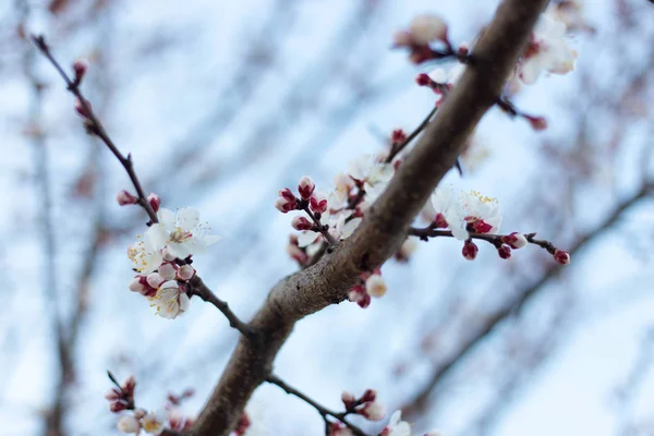 Primavera árbol rosa flores y hojas sobre fondo azul cielo —  Fotos de Stock