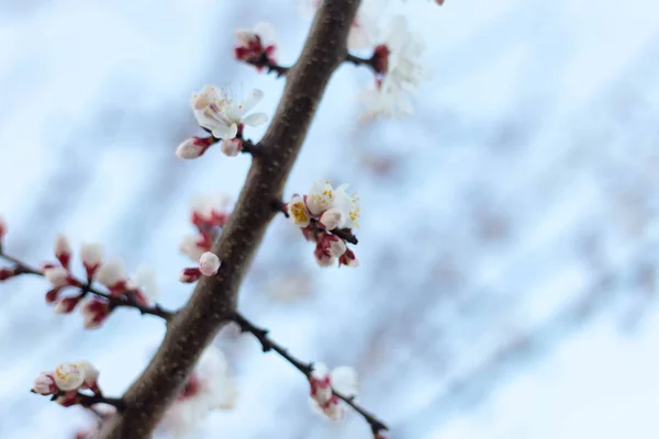 Primavera árbol rosa flores y hojas sobre fondo azul cielo —  Fotos de Stock