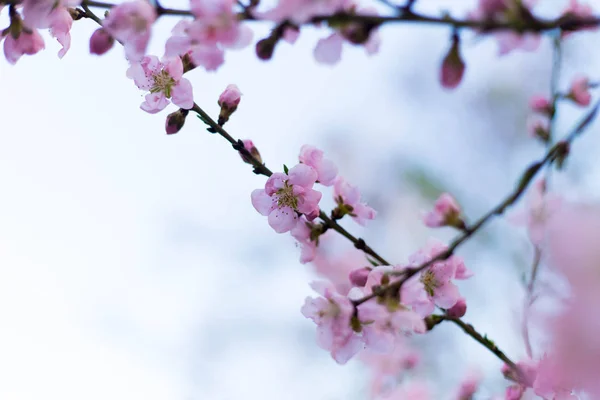 Primavera árbol rosa flores y hojas sobre fondo azul cielo —  Fotos de Stock