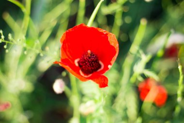 Gün batımı bir arka plan üzerinde parlak haşhaş alan