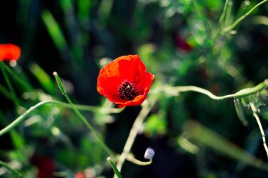 Gün batımı bir arka plan üzerinde parlak haşhaş alan