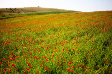 Gün batımı bir arka plan üzerinde parlak haşhaş alan