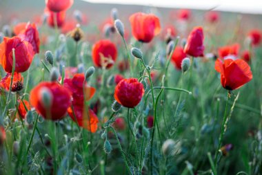 Gün batımı bir arka plan üzerinde parlak haşhaş alan