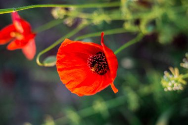 Gün batımı bir arka plan üzerinde parlak haşhaş alan