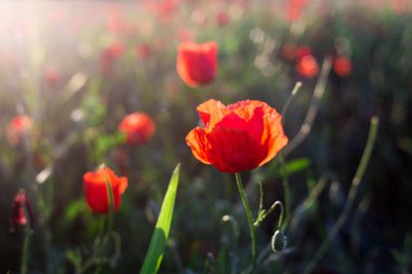 Gün batımı bir arka plan üzerinde parlak haşhaş alan