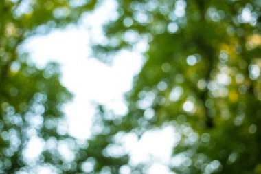 Soyut Doğa Parkı bokeh backgorund güneş etkileri ile
