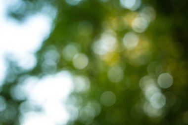 Soyut Doğa Parkı bokeh backgorund güneş etkileri ile