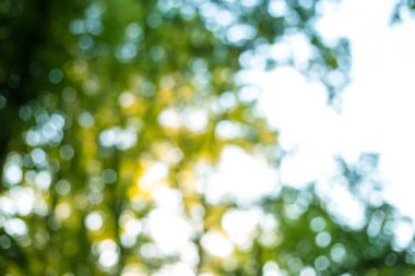 Soyut Doğa Parkı bokeh backgorund güneş etkileri ile