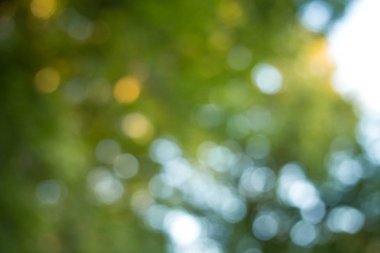 Soyut Doğa Parkı bokeh backgorund güneş etkileri ile