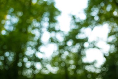 Soyut Doğa Parkı bokeh backgorund güneş etkileri ile