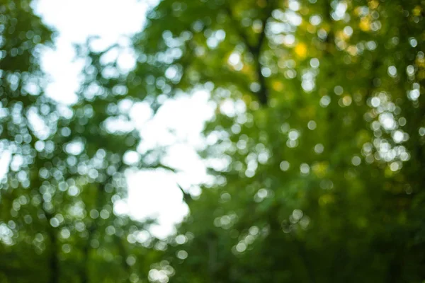 Soyut Doğa Parkı bokeh backgorund güneş etkileri ile