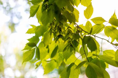 Bahar ve yaz sunlights getiriyor üzerinden taze yeşil lieves yararlı backgorund için