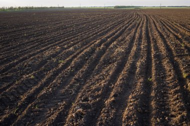 Pulluk, siyah toprak görünümü