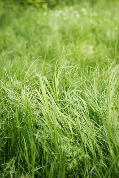 yeşil çim görünümü