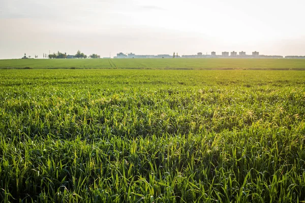 buğday kırpma alanı