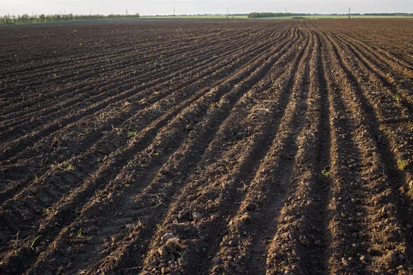 Pulluk, siyah toprak görünümü