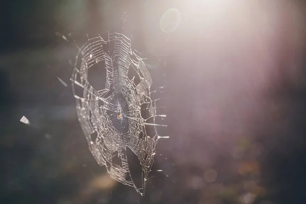 Örümcek Ağı