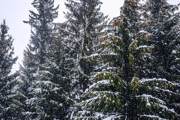 Karla kaplı ağaçlar koniler ile 