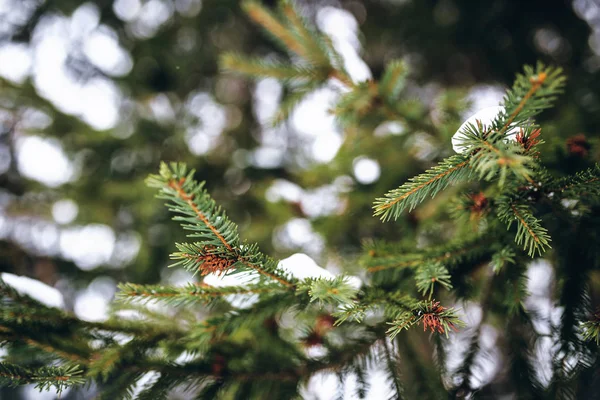 Verde ramas nevadas del árbol de Navidad de cerca —  Fotos de Stock