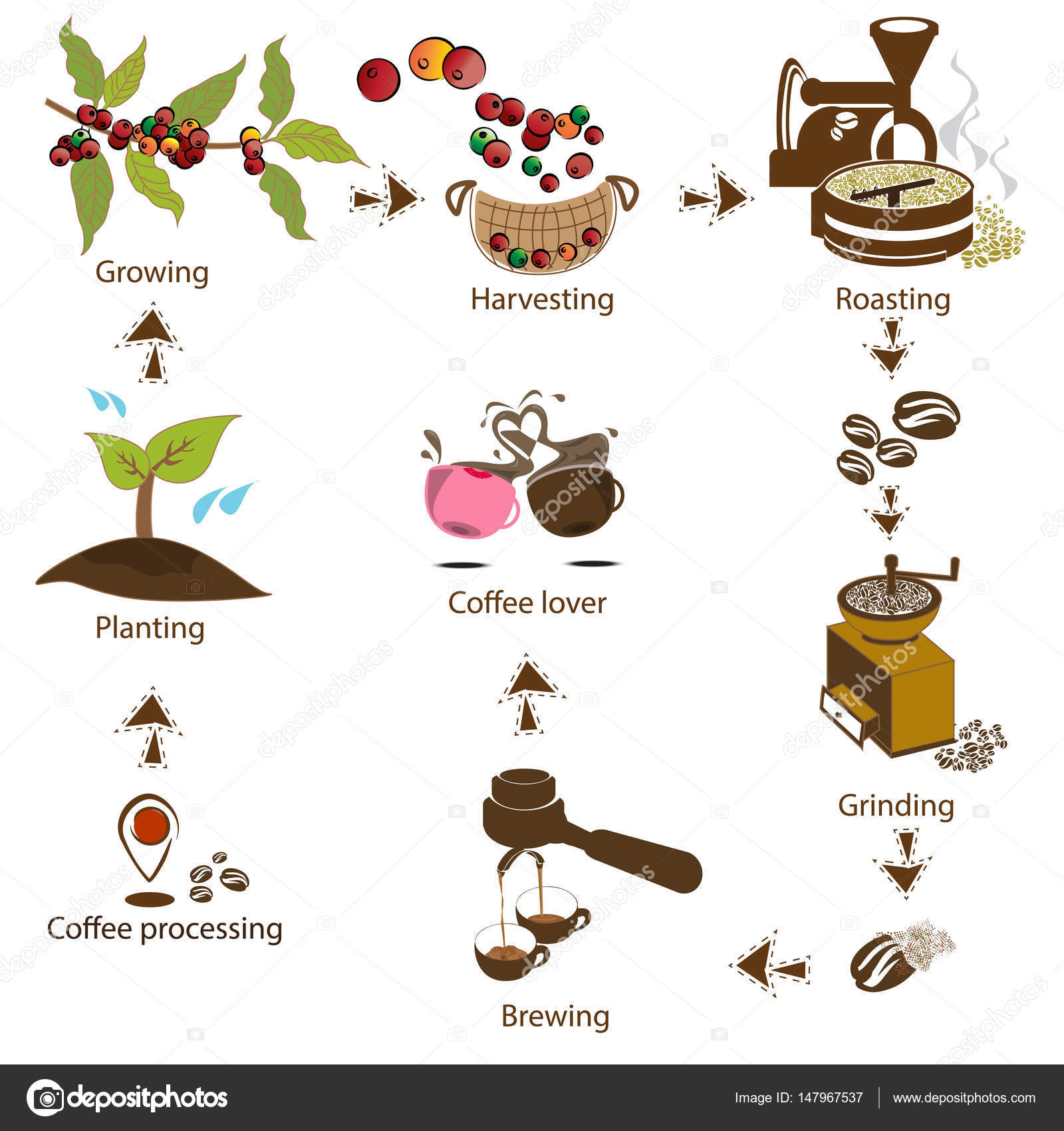 Обработка кофе шаг за шагом от бобов к любителю кофе