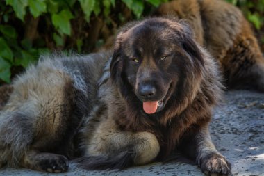 iki köpek aşağı dinlenme