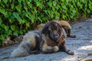 iki köpek aşağı dinlenme